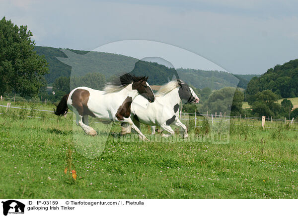 galloping Irish Tinker / IP-03159