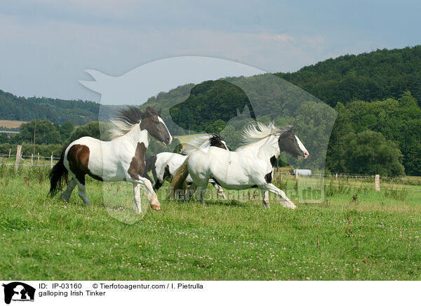 galoppierende Irish Tinker / galloping Irish Tinker / IP-03160
