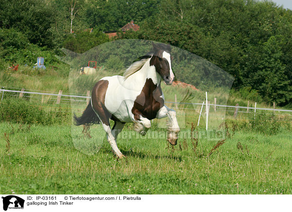 galoppierender Irish Tinker / galloping Irish Tinker / IP-03161