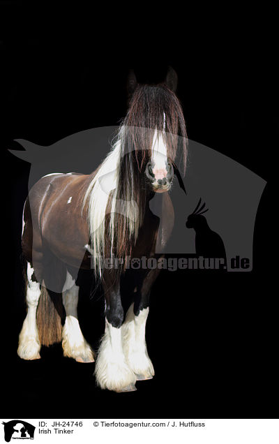 Irish Tinker / JH-24746