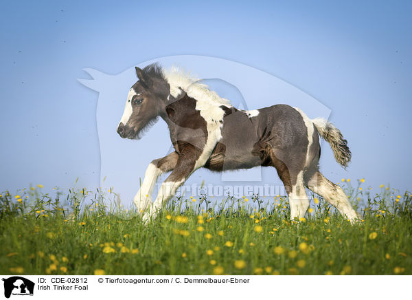 Irish Tinker Foal / CDE-02812