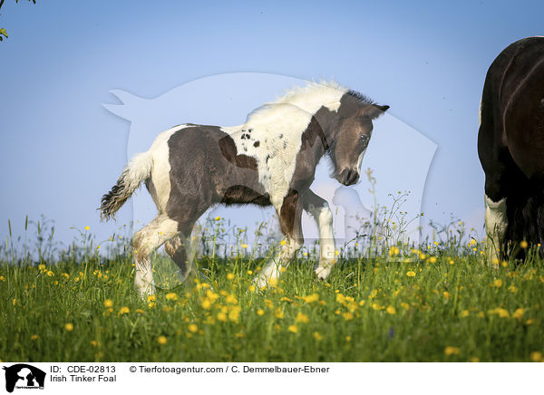 Irish Tinker Foal / CDE-02813