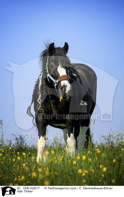 Irish Tinker / CDE-02817