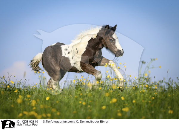 Irish Tinker Foal / CDE-02819