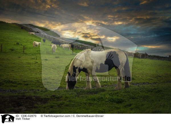 Irish Tinker / CDE-02870