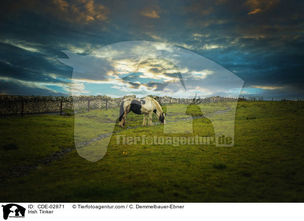 Irish Tinker / CDE-02871
