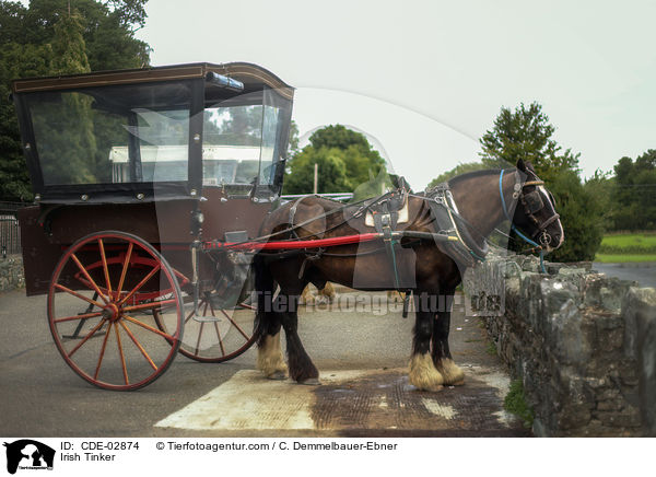 Irish Tinker / CDE-02874