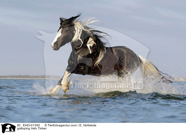 galloping Irish Tinker / EHO-01340