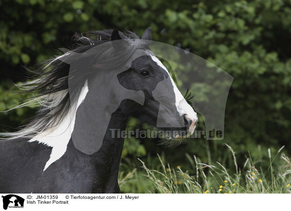 Irish Tinker Portrait / JM-01359