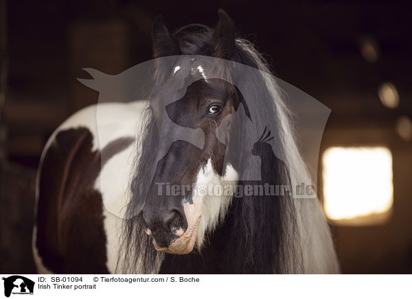 Irish Tinker Portrait / Irish Tinker portrait / SB-01094