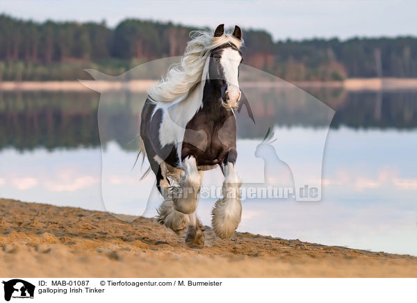 galloping Irish Tinker / MAB-01087