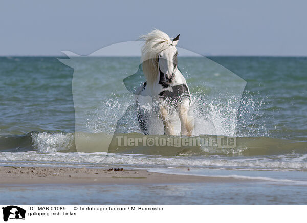 galloping Irish Tinker / MAB-01089