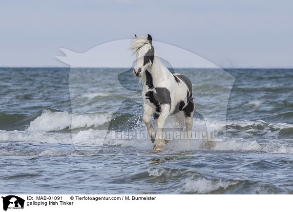 galloping Irish Tinker / MAB-01091