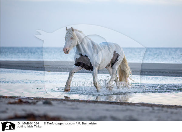 trotting Irish Tinker / MAB-01094