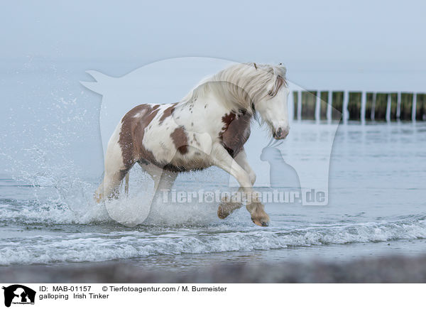 galloping  Irish Tinker / MAB-01157