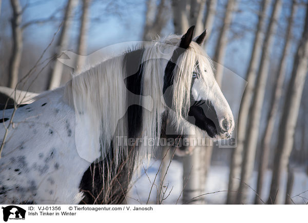 Irish Tinker in Winter / VJ-01356