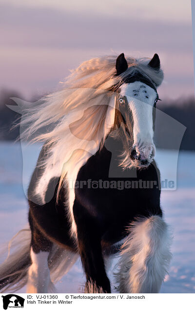 Irish Tinker in Winter / VJ-01360