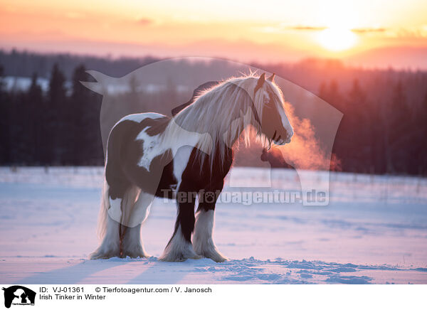 Irish Tinker in Winter / VJ-01361