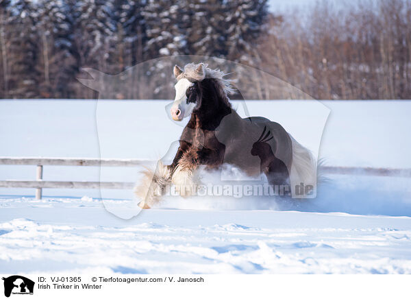 Irish Tinker in Winter / VJ-01365