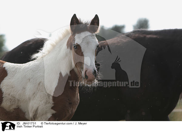 Irish Tinker Portrait / JM-01731