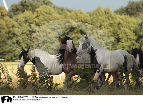 herd of Irish Tinker horses / JM-01763