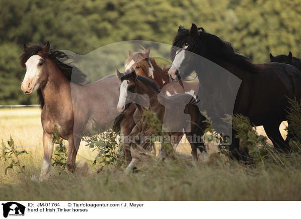 herd of Irish Tinker horses / JM-01764
