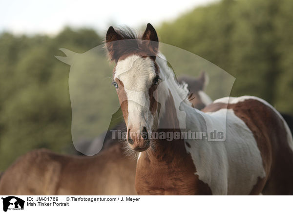 Irish Tinker Portrait / JM-01769