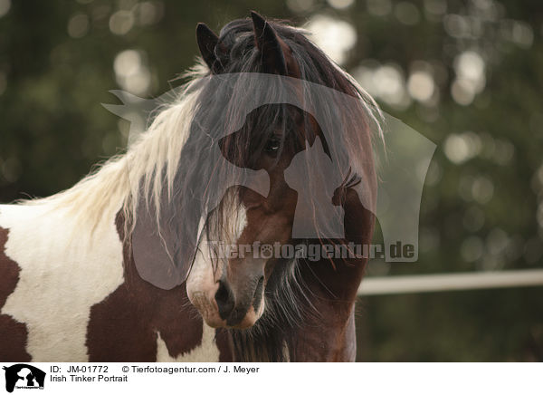 Irish Tinker Portrait / JM-01772