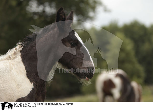 Irish Tinker Portrait / JM-01774