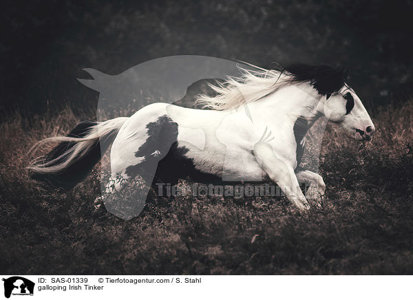 galloping Irish Tinker / SAS-01339
