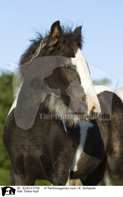 Irish Tinker foal / EHO-01726