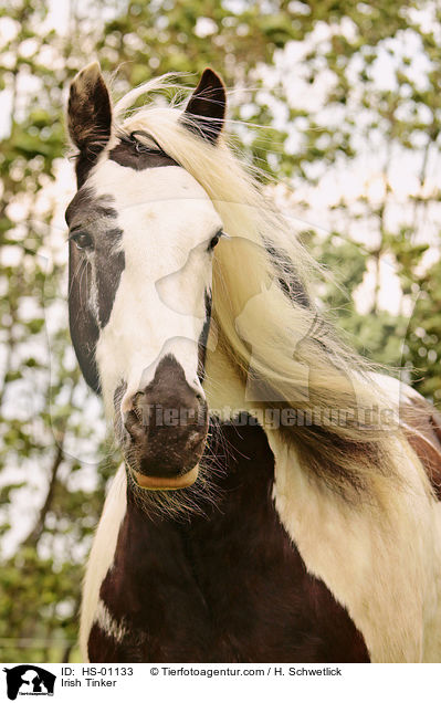 Irish Tinker / HS-01133