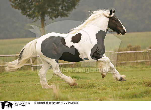 Irish Tinker / HS-01149