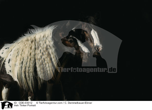 Irish Tinker Portrait / CDE-03012