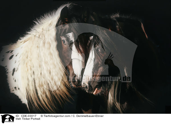 Irish Tinker Portrait / CDE-03017