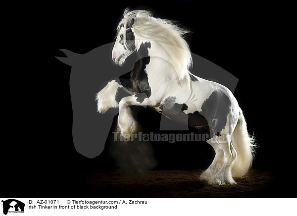Irish Tinker vor schwarzem Hintergrund / Irish Tinker in front of black background / AZ-01071