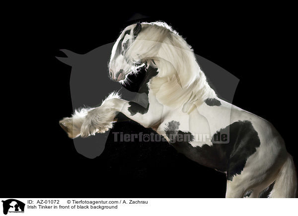 Irish Tinker vor schwarzem Hintergrund / Irish Tinker in front of black background / AZ-01072