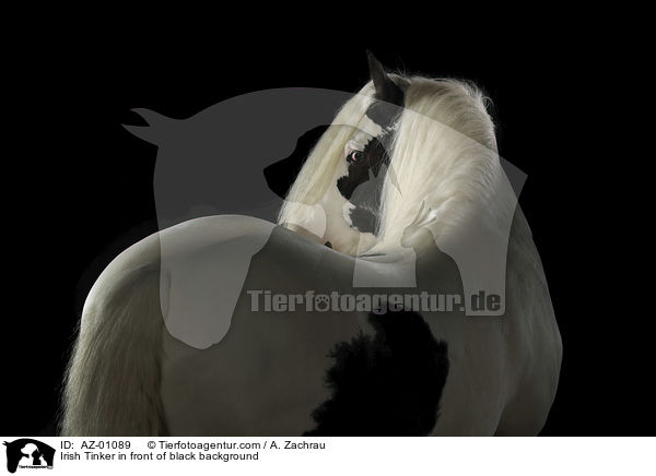 Irish Tinker in front of black background / AZ-01089