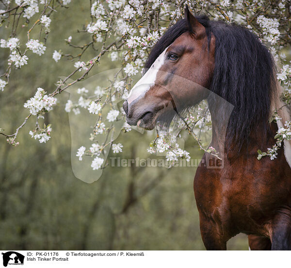 Irish Tinker Portrait / PK-01176