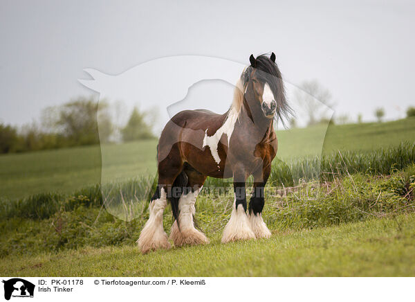 Irish Tinker / PK-01178