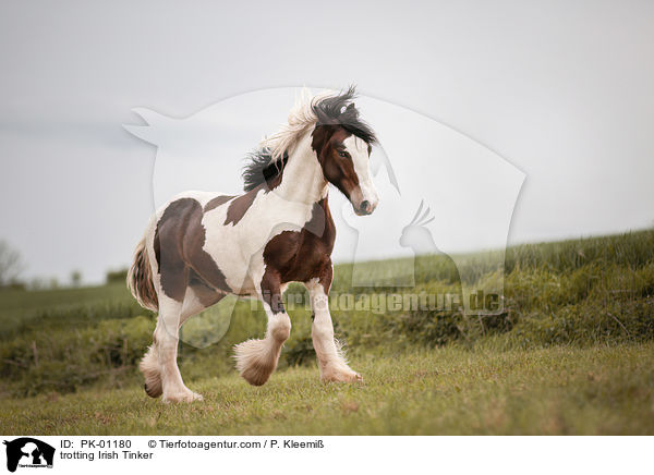 trotting Irish Tinker / PK-01180
