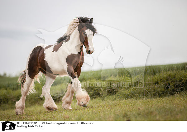 trotting Irish Tinker / PK-01181