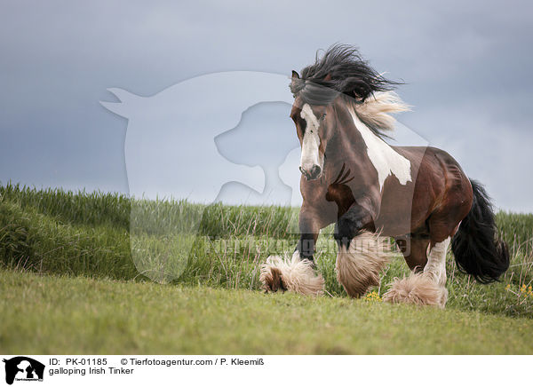 galloping Irish Tinker / PK-01185