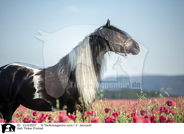 Irish Tinker Portrait / VJ-03557