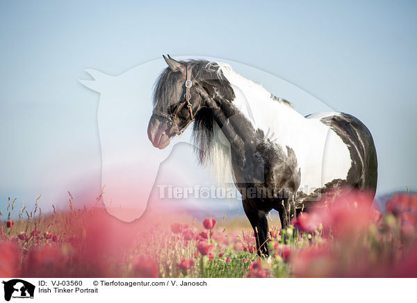 Irish Tinker Portrait / VJ-03560