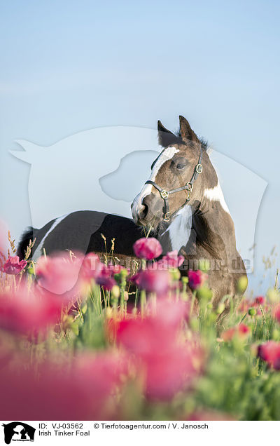 Irish Tinker Foal / VJ-03562