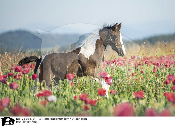 Irish Tinker Foal / VJ-03570
