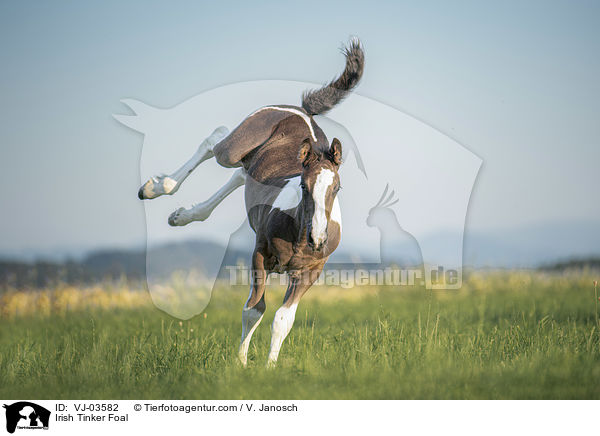 Irish Tinker Foal / VJ-03582