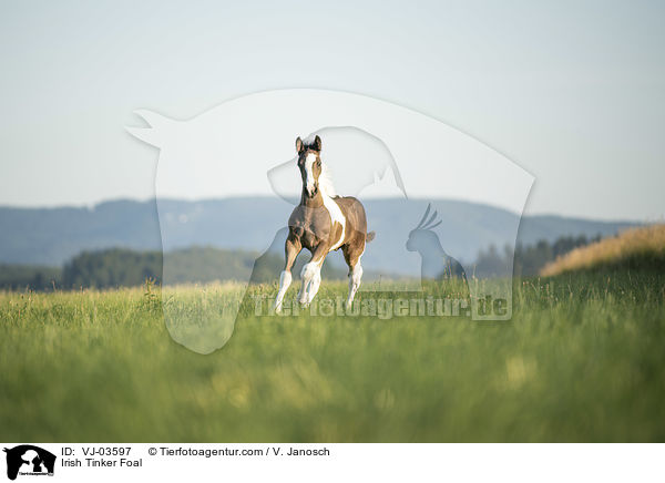 Irish Tinker Foal / VJ-03597