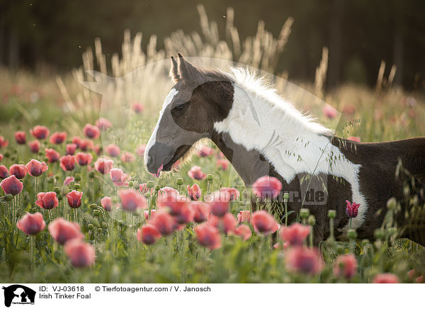 Irish Tinker Foal / VJ-03618